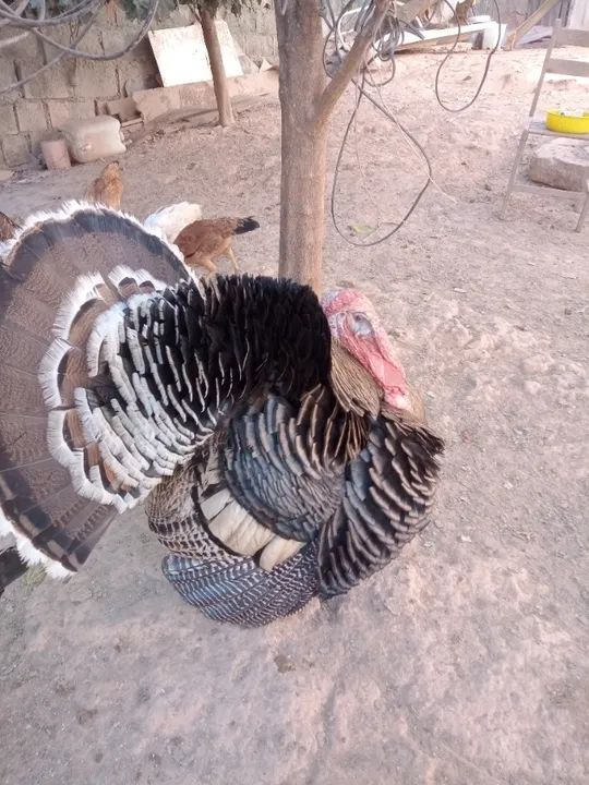 Vendo perus  - Foto 3