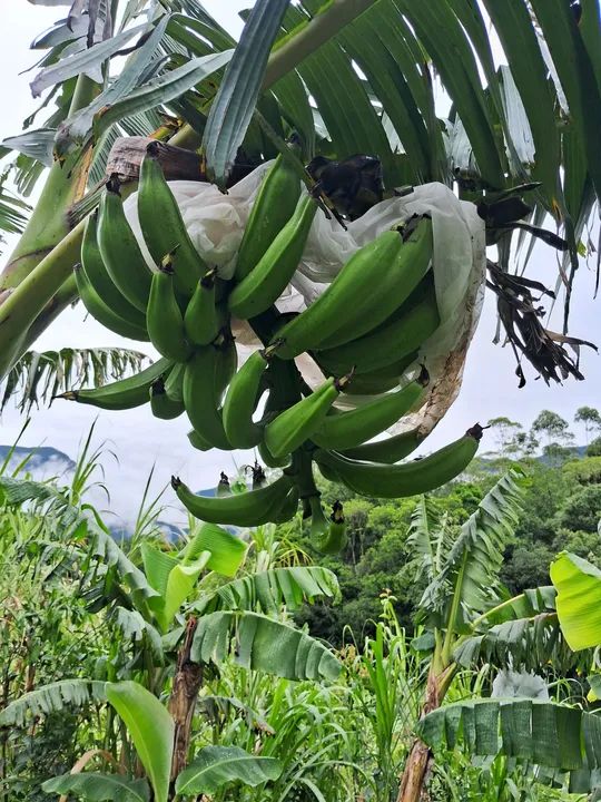 Mudas de banana BRS terra anã  - Foto 3