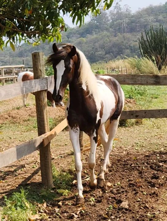 Lindo Potro Mangalarga Pampa