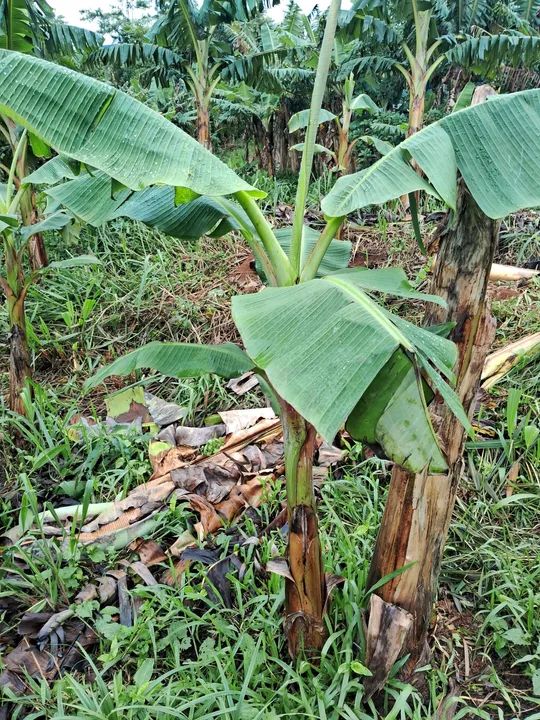 Mudas de banana BRS terra anã  - Foto 4