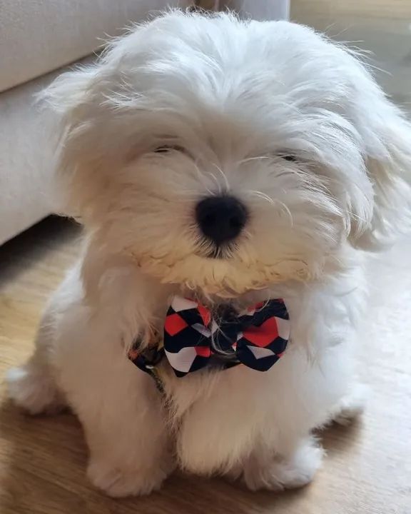 Filhote de Maltês, é muito lindo