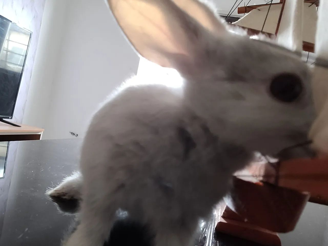 Coelhinho anão Netherland  - Foto 2