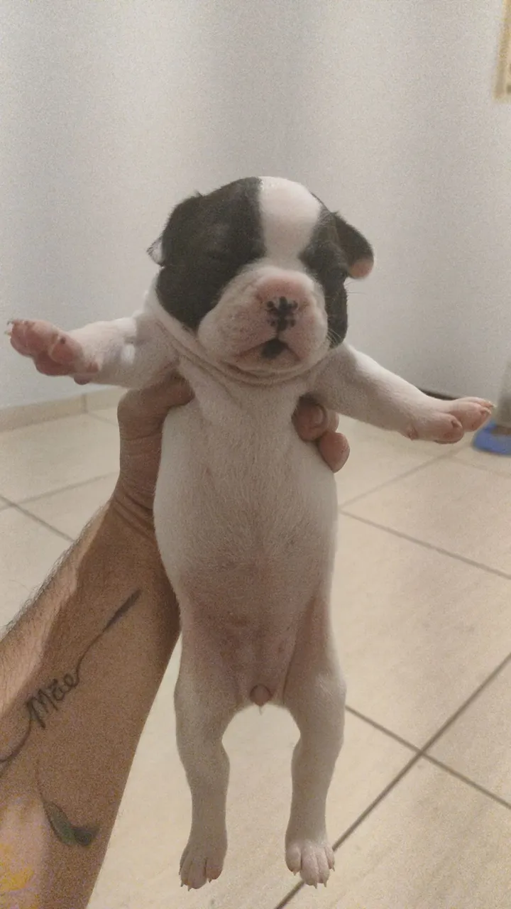 Filhote de Bulldog Francês