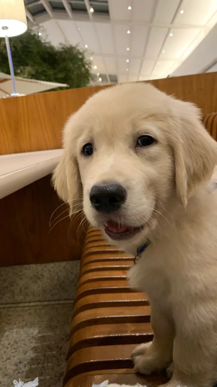 Golden 4 meses  - Foto 4