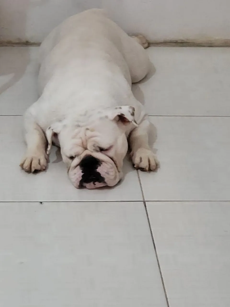 Bulldog Inglês 