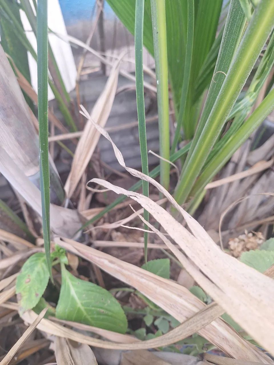 Mudas de coco anão 64304354793859120