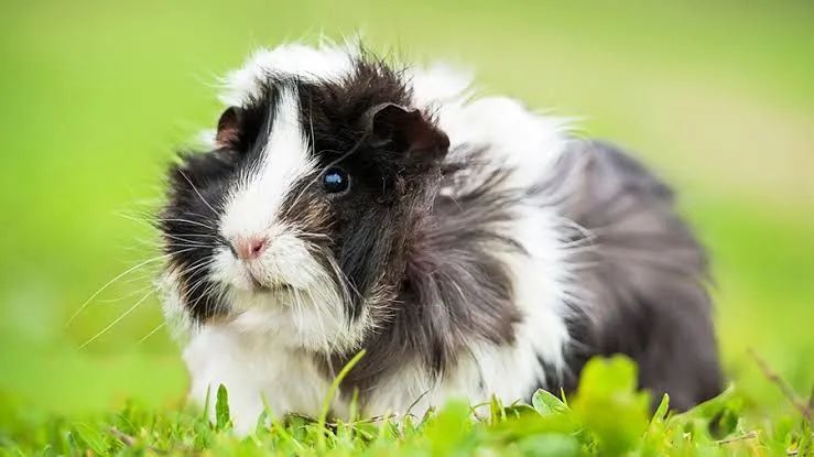 porquinho-da-índia abissínio