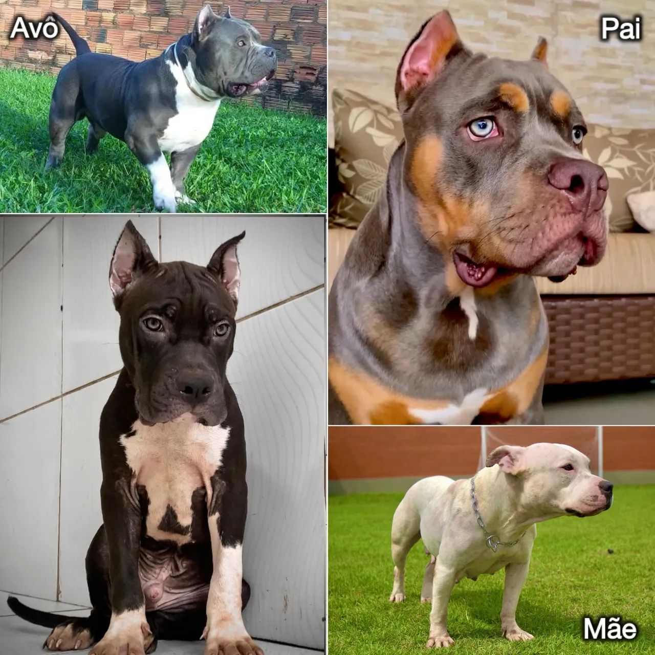 American Bully FILHOTE (PEDIGREE, MICROCHIP, VACINADO E VERMÍFUGADO) parcela em até 12x. - Foto 4