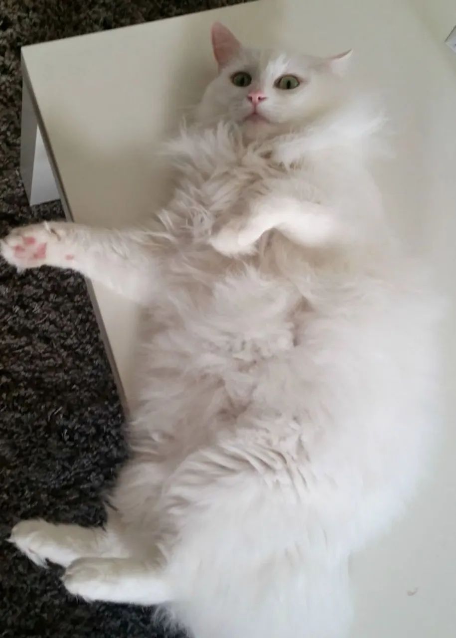 Angorá turca TODA BRANCA