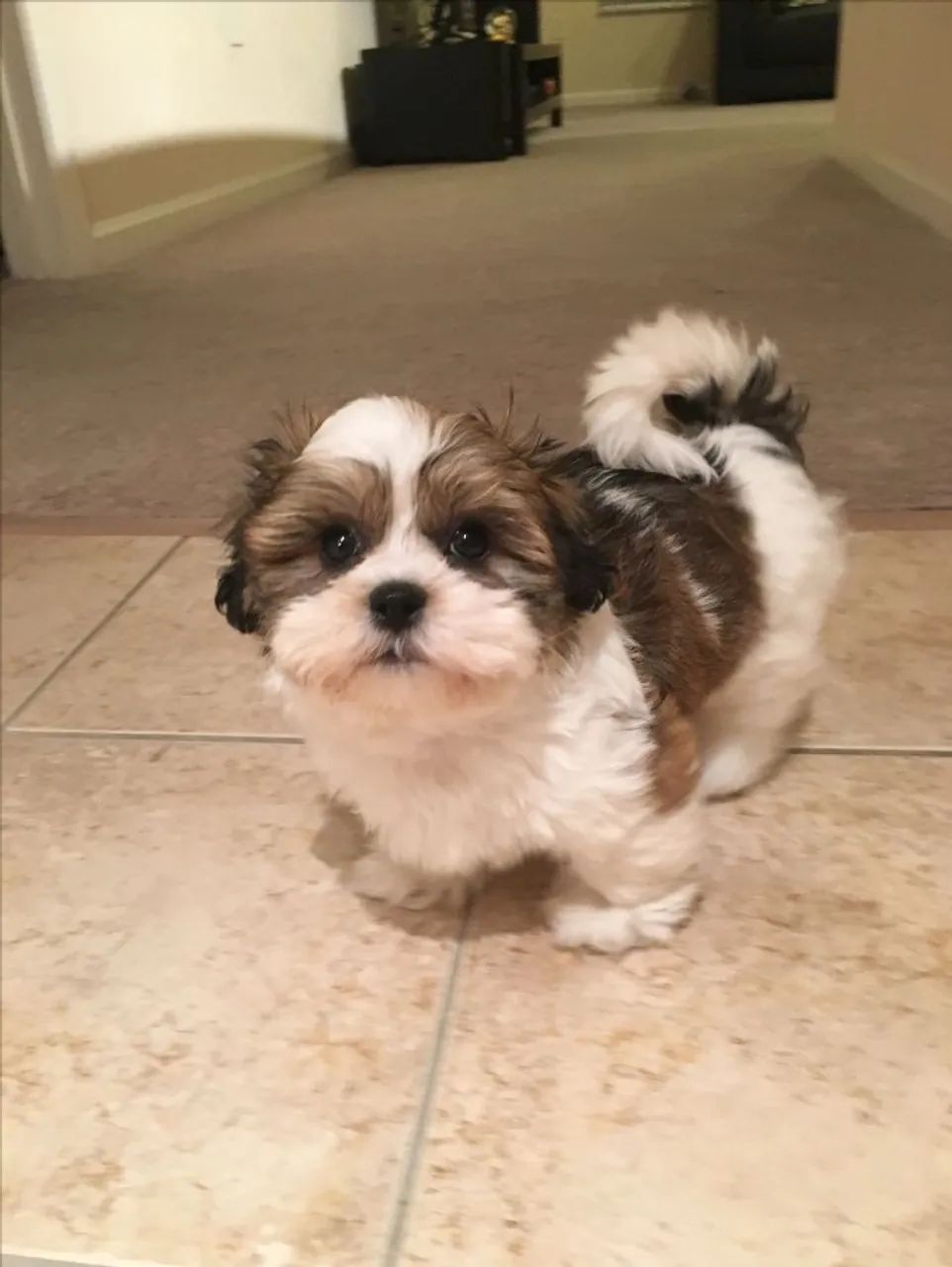 Shih tzu dedicado