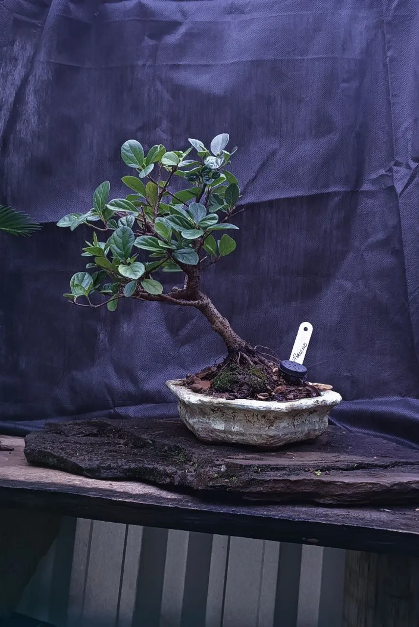Bonsai de Viburno!