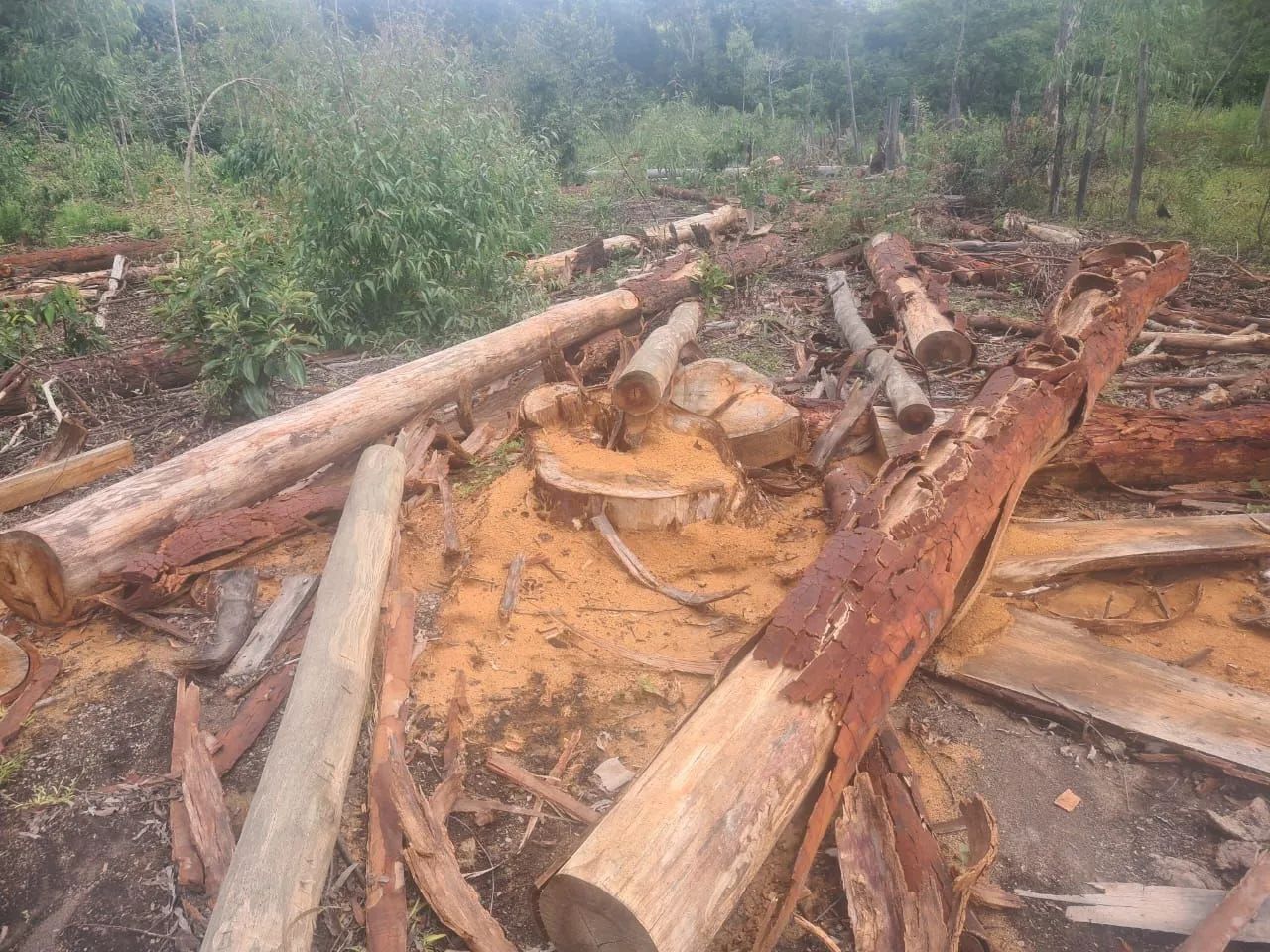Madeira, estaca e escoramento de eucalipto e sucupira e pergolato  - Foto 5