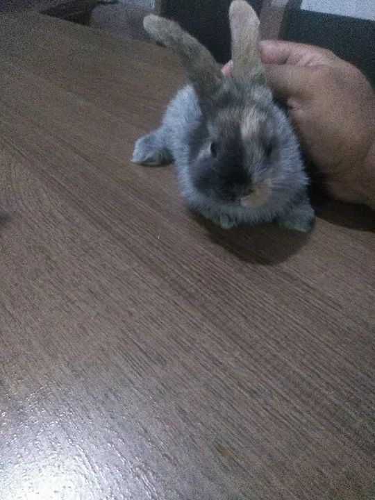 Coelho Mini Loop - Foto 4