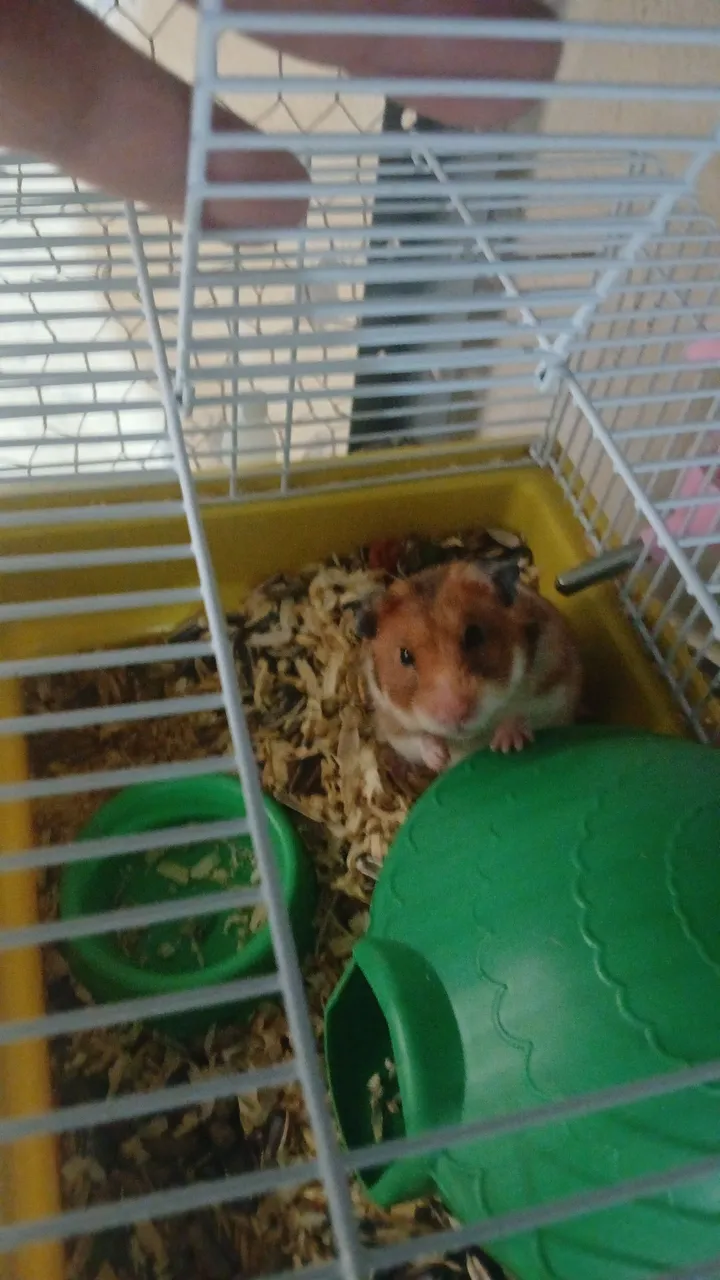 Hamster Sírio - Fofo e Adorável!