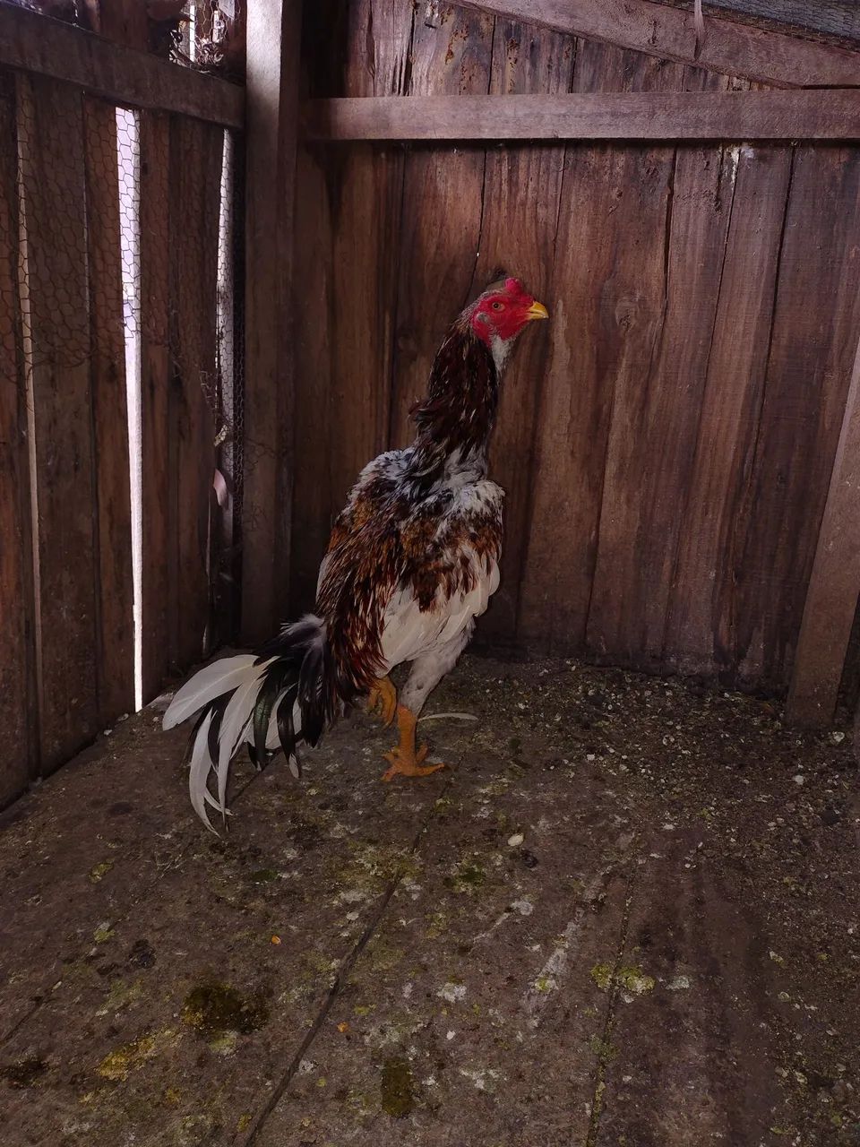 Galo de Raça para Agropecuária