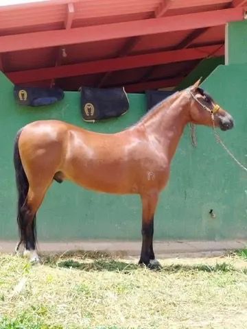 Cavalo Mangalarga - Foto 2