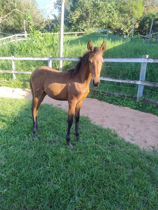Potro castanho oportunidade!!!!!!! - Foto 4
