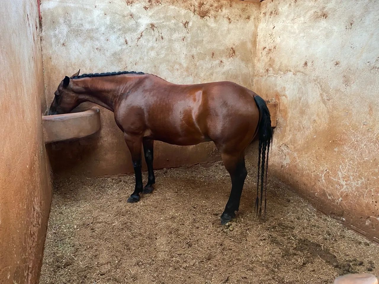 Égua Quarto de Milha!