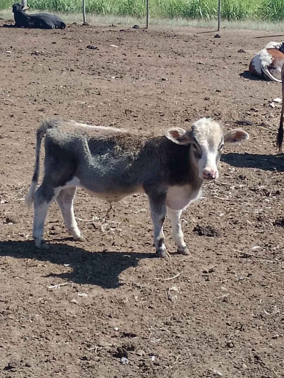 Mini boizinho