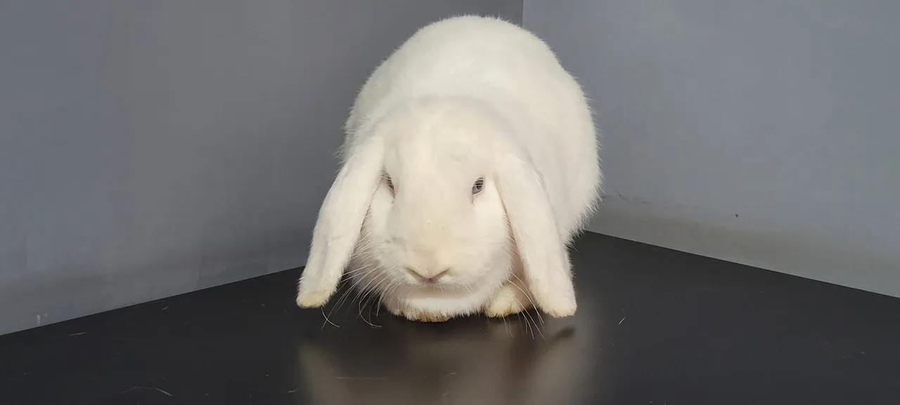 Casal de Coelhos Mini Lop adultos 