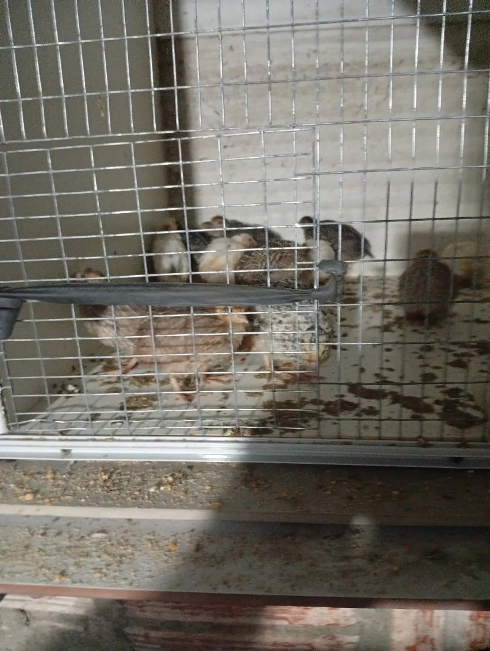 Codornas 25 Dias  - Foto 2