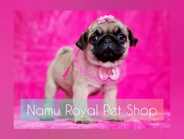 Filhotinhos de Pug fêmea só lindezas ; ) - Foto 2