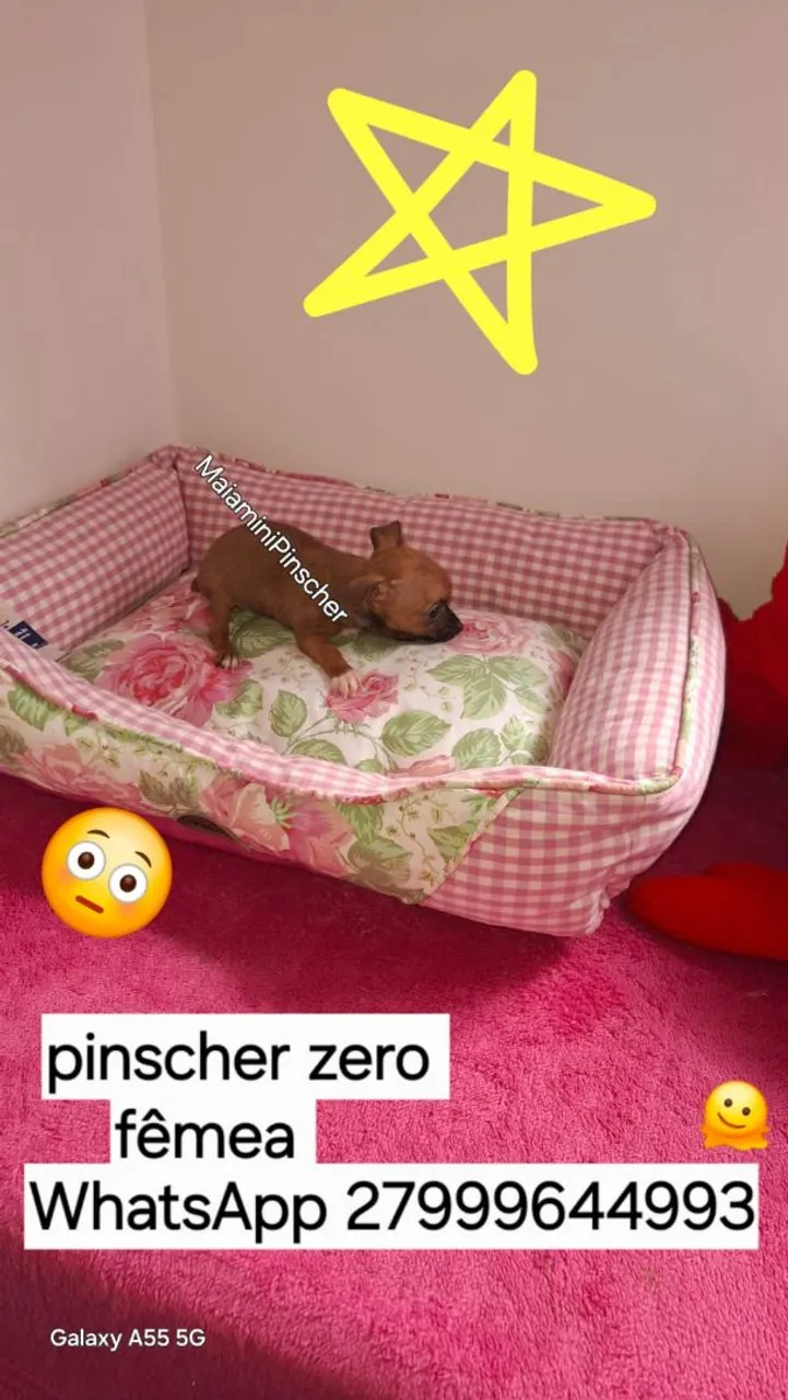 fêmea Pinscher zero