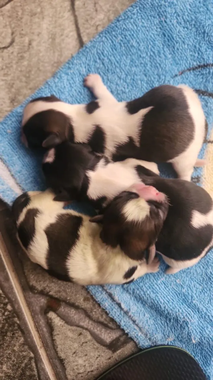 Filhotes de cães