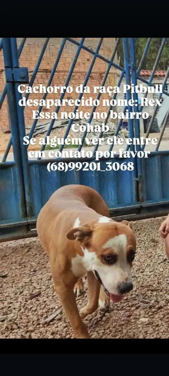 Doação de filhotes de cães - Foto 5