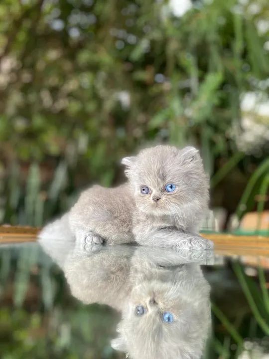 British shorthair e longhair  - Foto 6