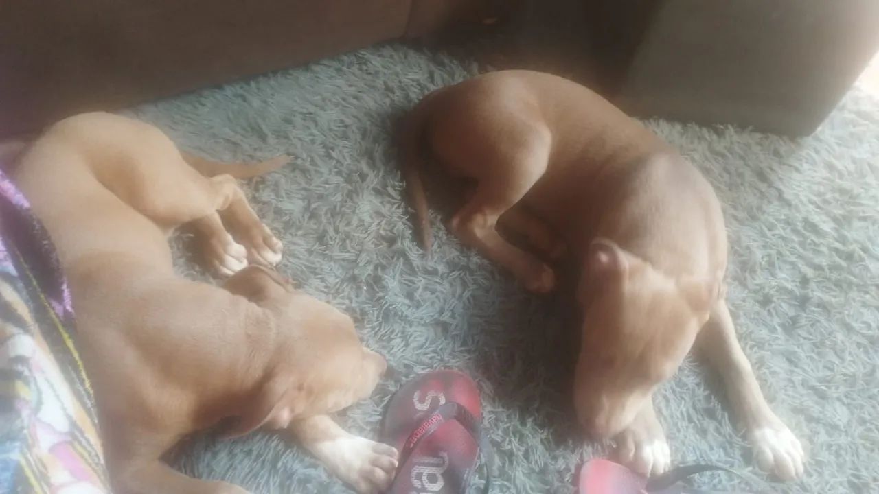 Vende-se casal de Pit Bull  - Foto 3