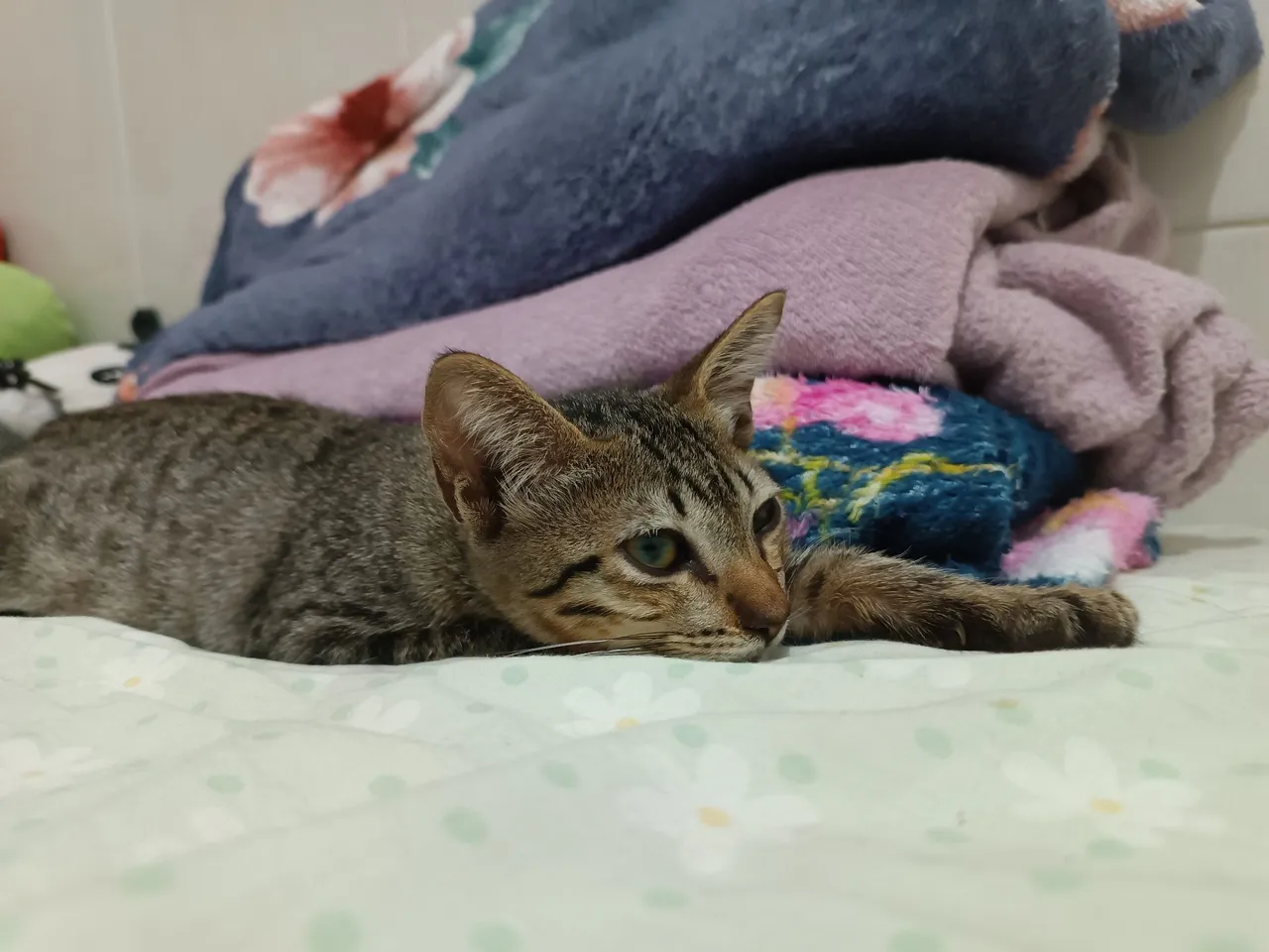 Gatinho filhote charmoso para adoção