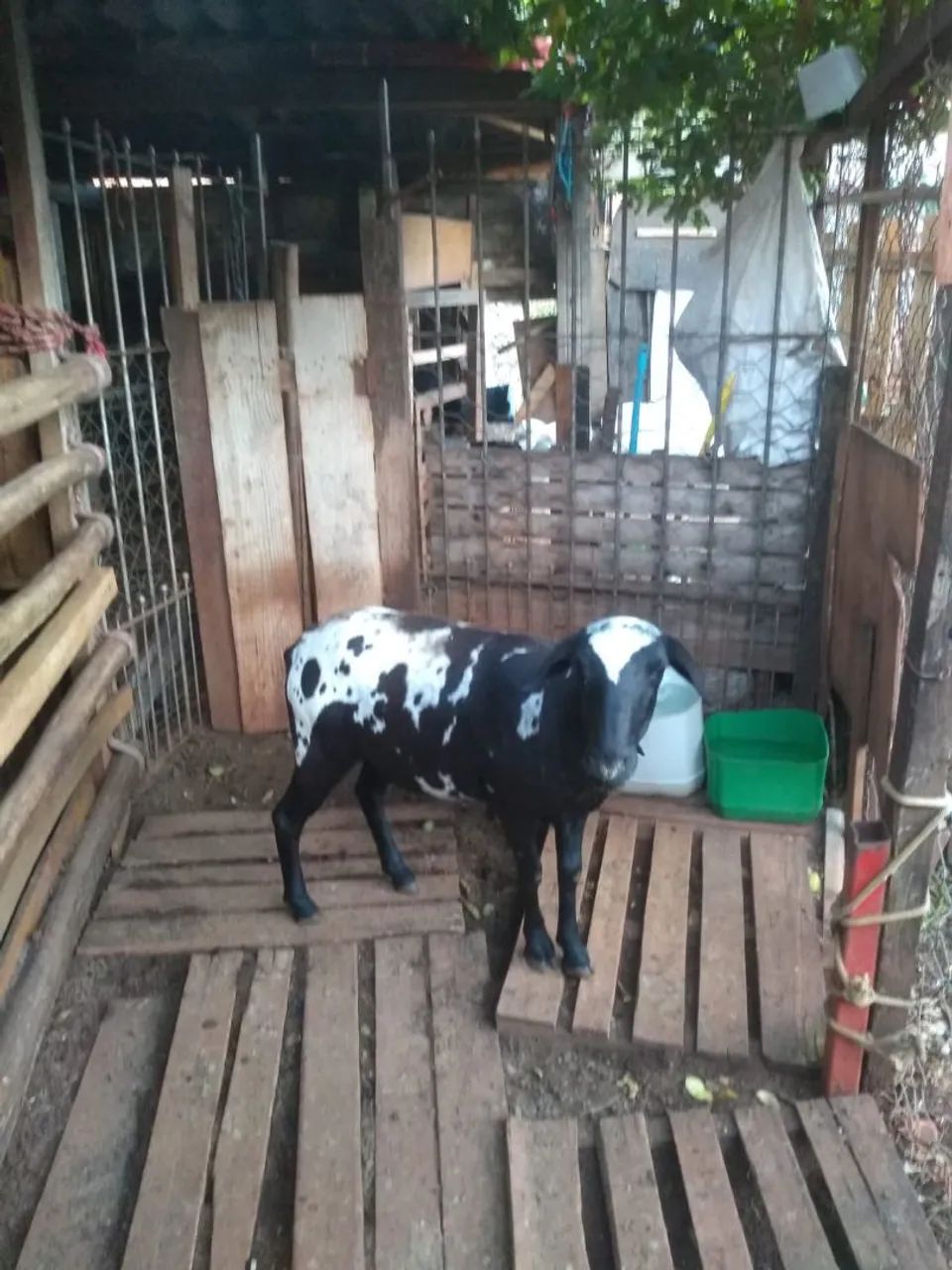 Ovelha Filhote em Sumaré  - Foto 3