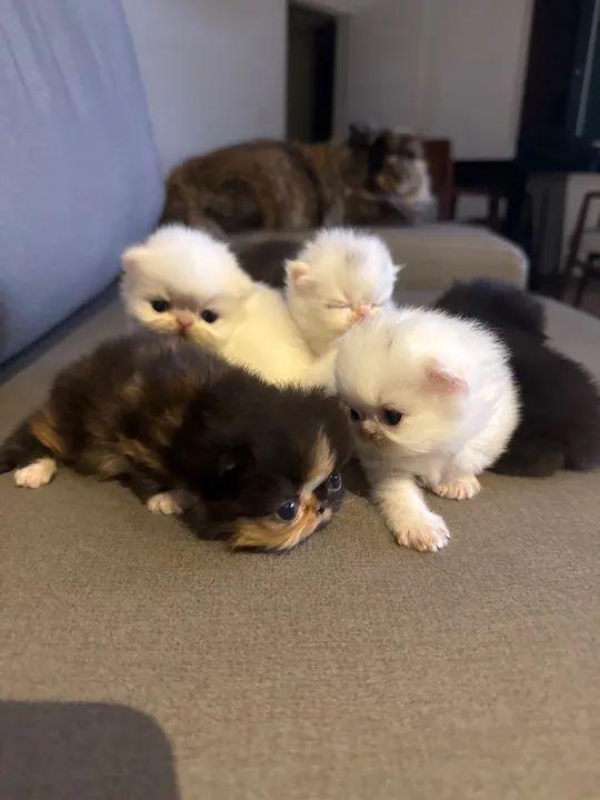 Filhotes gato Persa