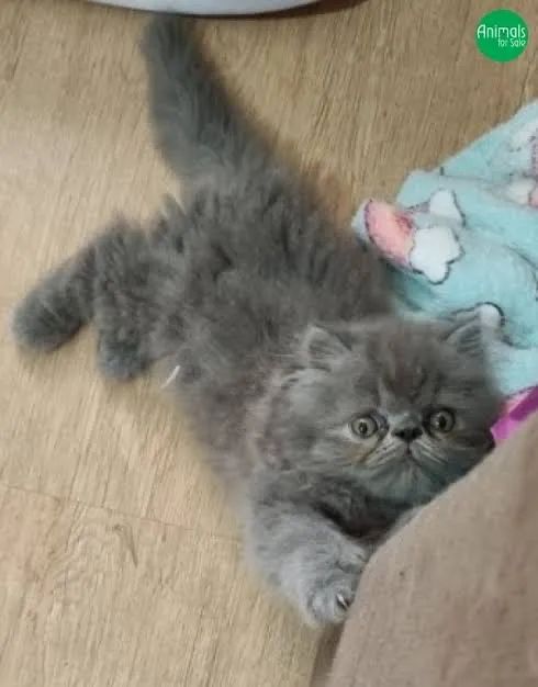 Persa 2 Meses Macho e Fêmea  - Foto 3