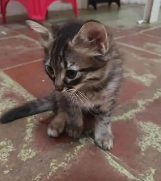 Neném Adoção Responsável 