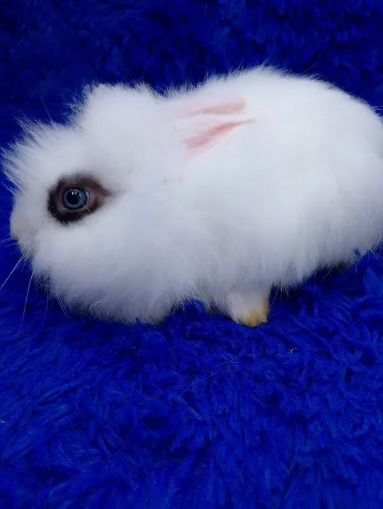 Marcação hottot mini Lion Head (ZAP na descrição  - Foto 5