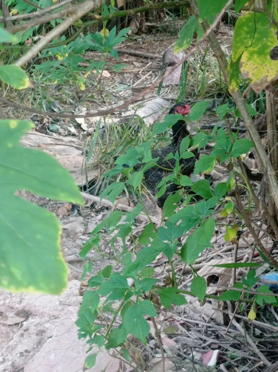 Vendo galinhas e galo índio e 19 franguinho  - Foto 2