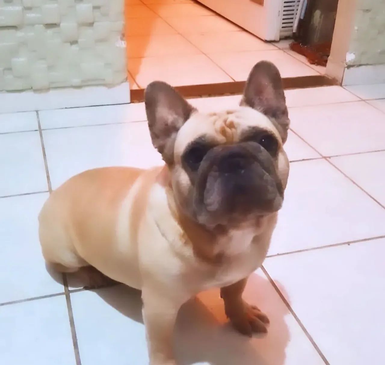 Buldogue francês fêmea 2 anos e 4 meses não é castrada . R$750 - Foto 3