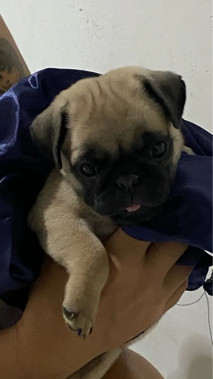 Raça pura Pug  - Foto 5