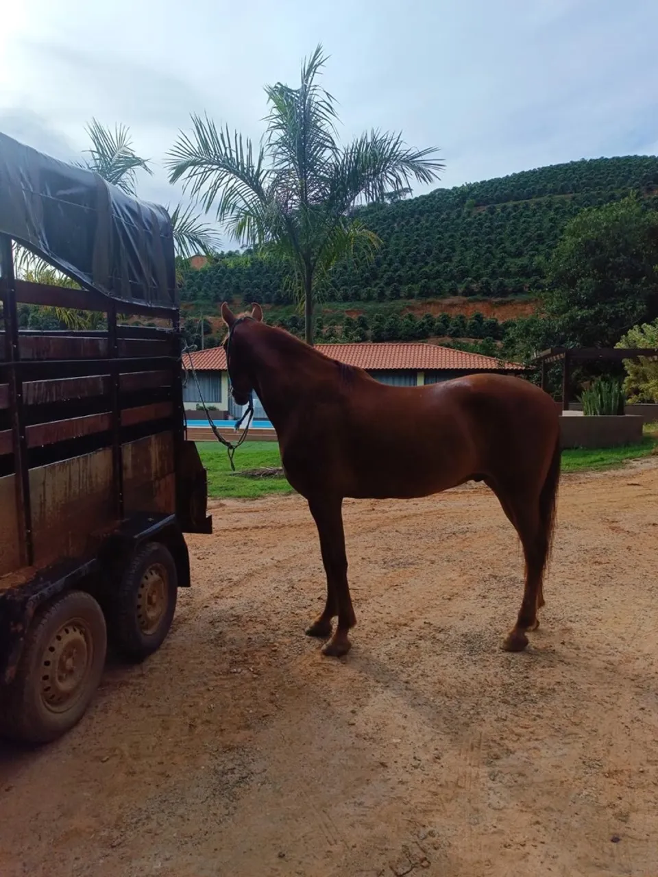 Cavalo mangalarga marchador