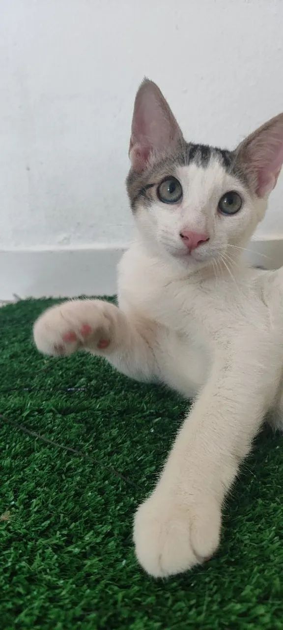 Gato Branco, 3 meses