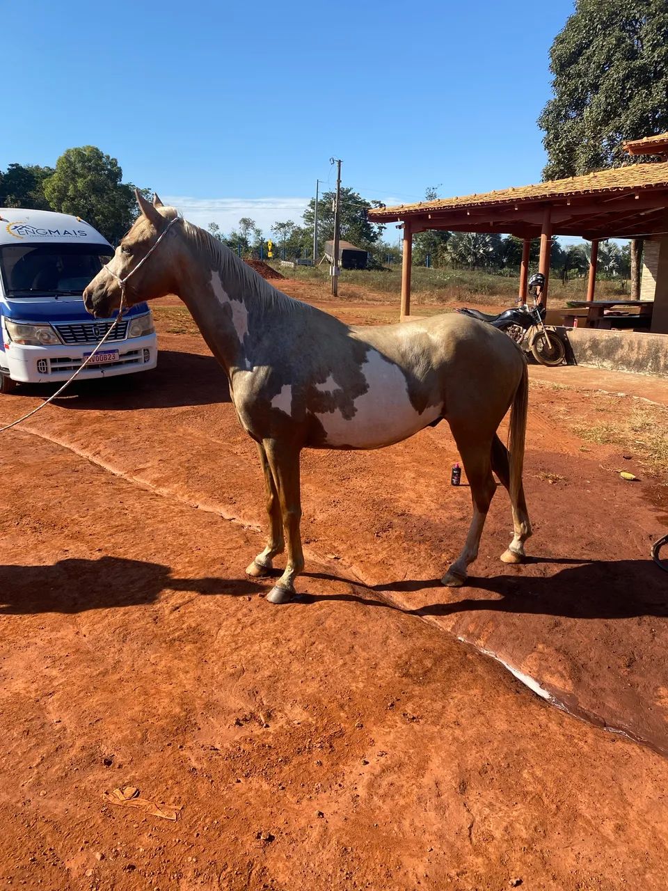 Potro Paint horse - Foto 2