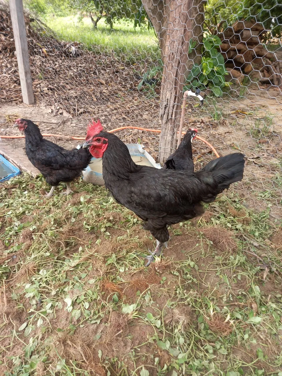 Galo Gigante Negro - Ótima Linhagem!