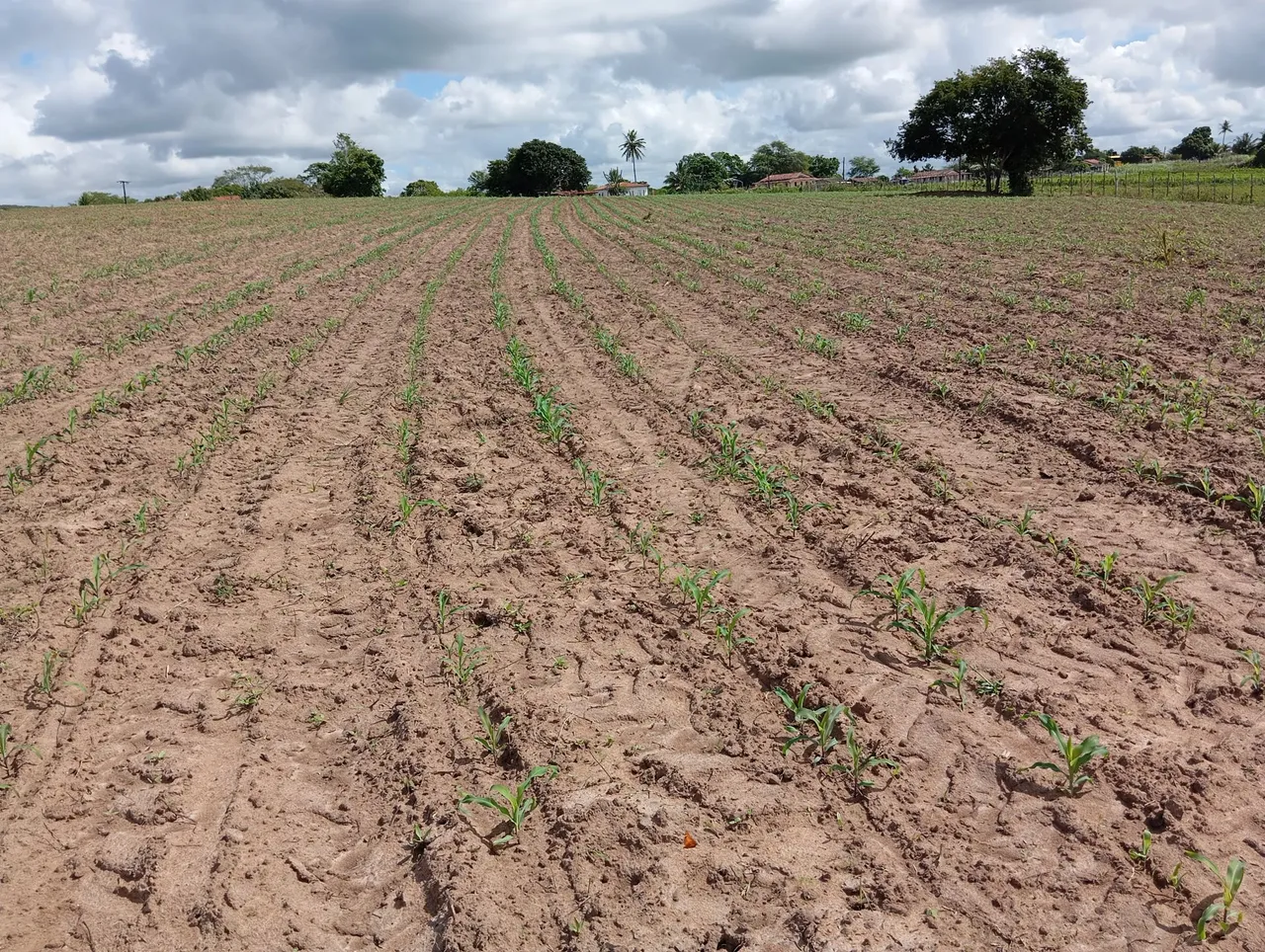 7 hectares para investidores , agronegócio, Construção