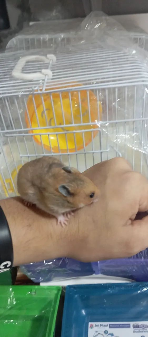 Hamster + Gaiola , fazemos entregas!