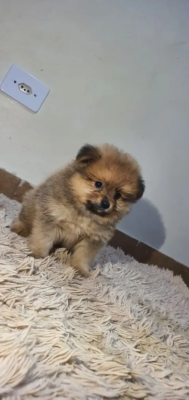 Filhote de Spitz Alemão - Uma bolinha de fofura!