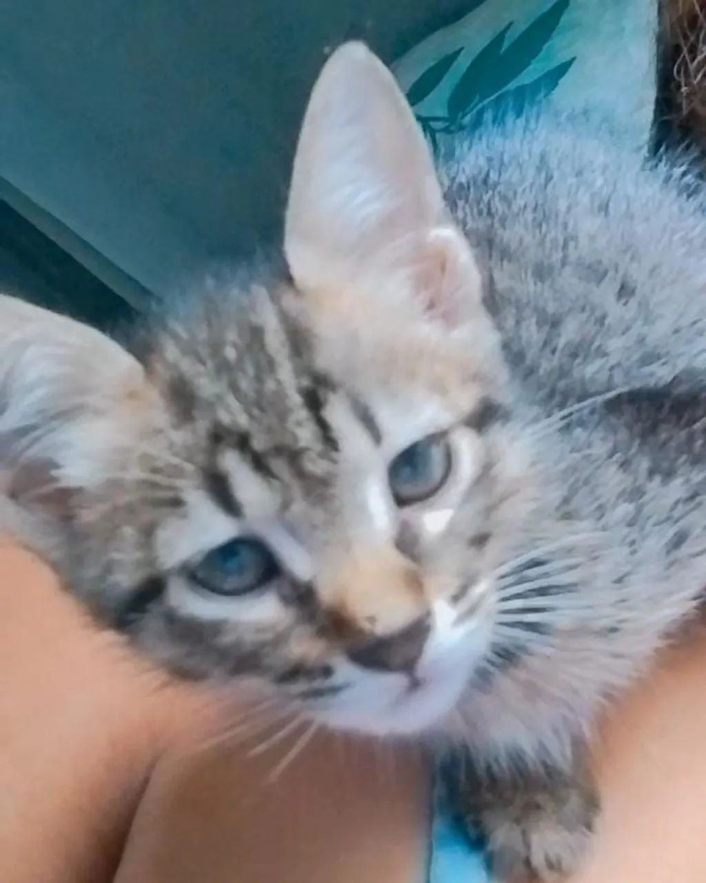 DOAÇÃO RESPONSÁVEL DE GATINHA - Foto 3