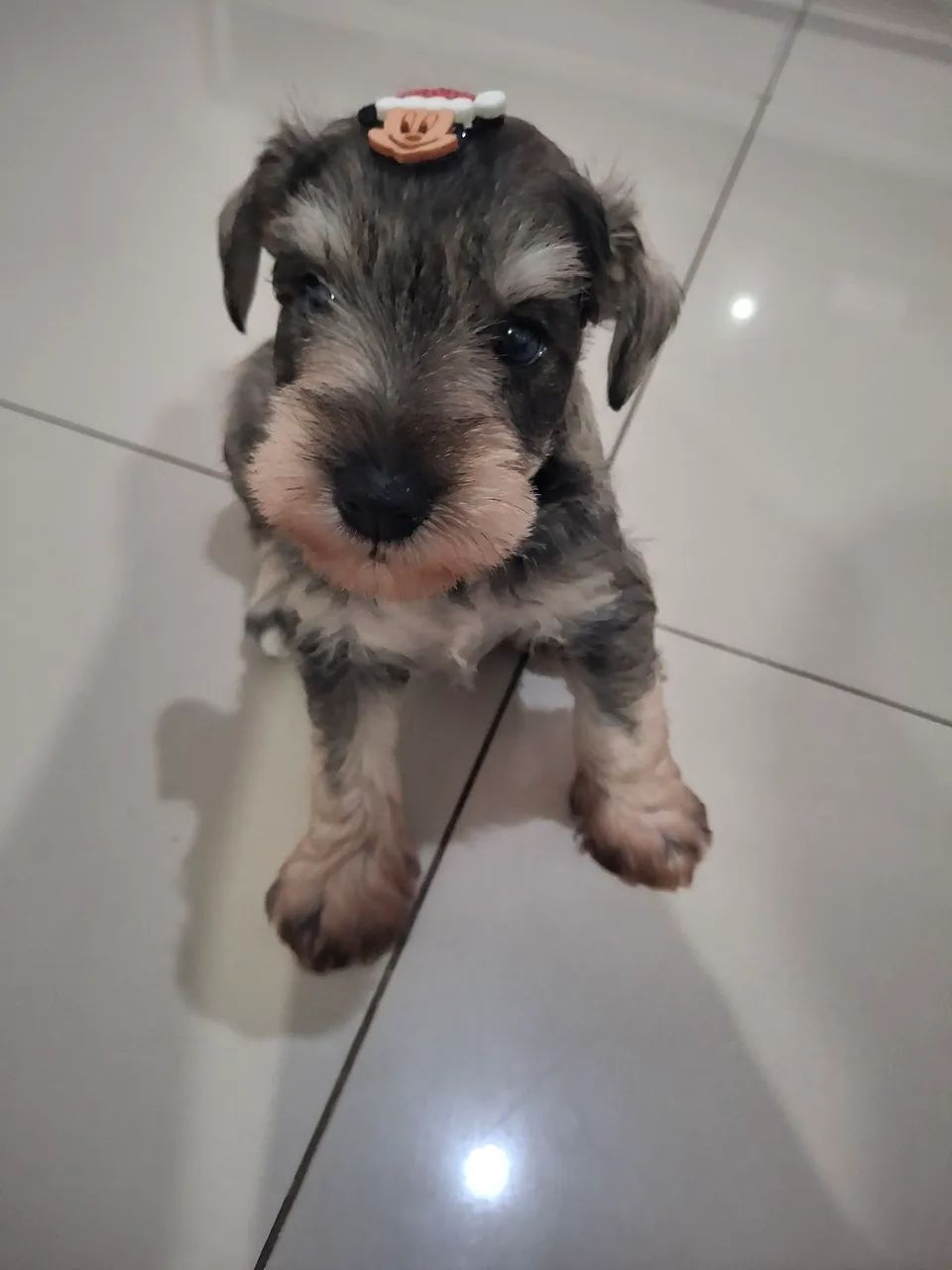 Lindo filhote Schnauzer  - Foto 2