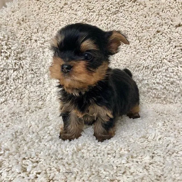 Apaixone-se pelo Cão Mais Elegante do Mundo: Conheça o yorkshire